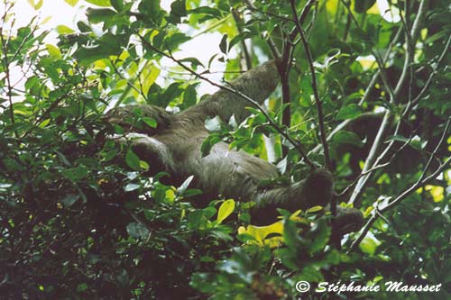 Sloth eating leaves in costa rica