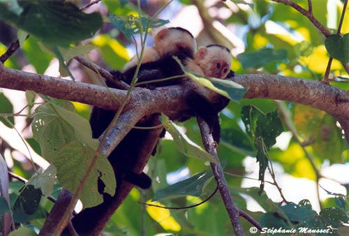 jeunes singes capucins au Costa rica