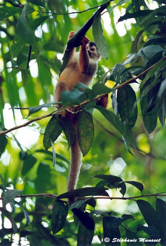 singe écureuil recherche nourriture dans un arbre
