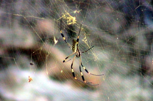 araignée néphile dans sa toile