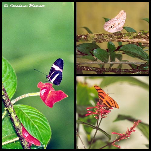 mosaïque de photos de papillons multicolores