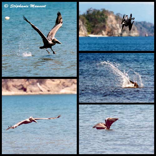 mosaïque photos détaillant la technique de pêche du pélican