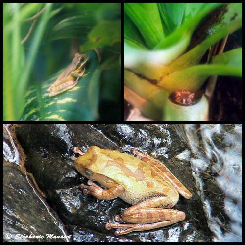 grenouilles observées au costa rica