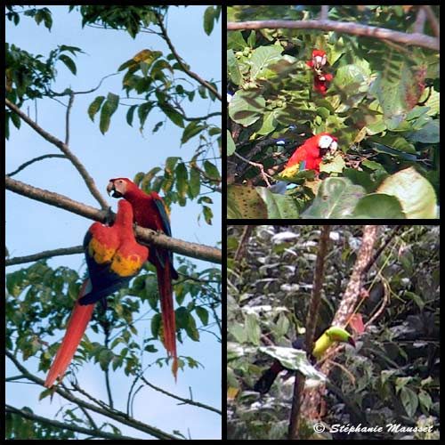 aras rouges et toucan du Costa rica