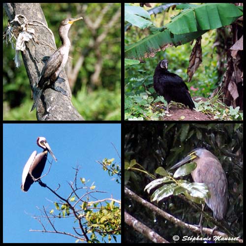oiseaux du Costa rica zopilote cormoran heron