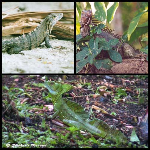 Iguane vert et iguane dragon