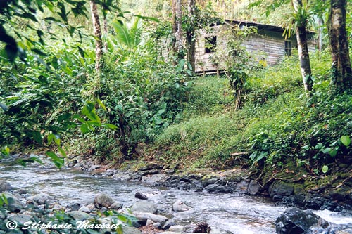 rivière dans une forêt du Costa rica