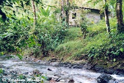 Rivière en forêt