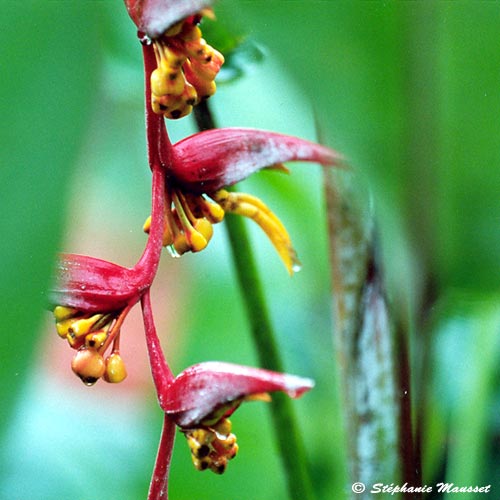 zoom sur les fleurs d'heliconia