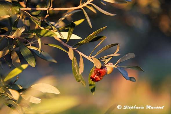 olives rouges sur leur rameau