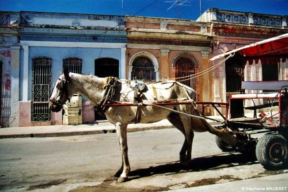 Cheval et calèche à Cienfuegos