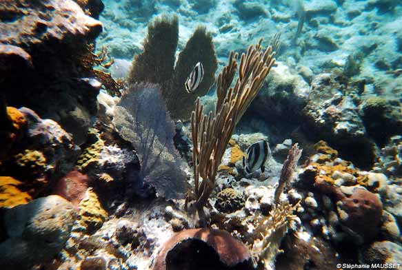 coraux et fonds marins de Cuba