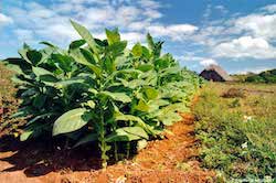 Tobacco field landscape in Cuba