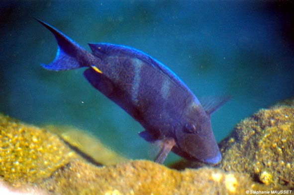 poisson multicolore de Cuba