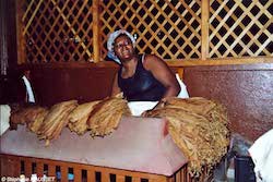 Employee sorting tobacco leaves