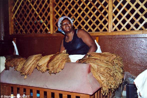 female worker at Partagas cigar factory