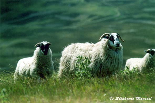 moutons des highlands d'Ecosse