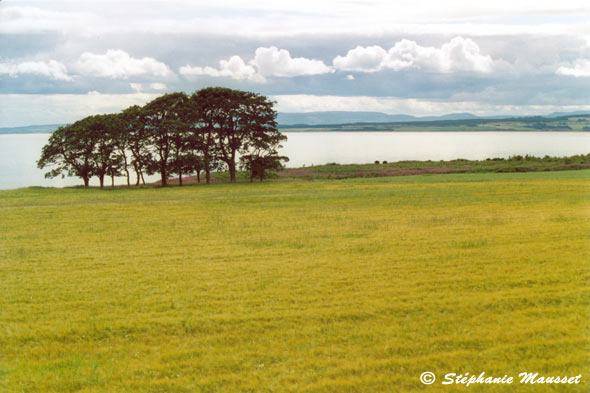 paysage de verdure et ciel gris