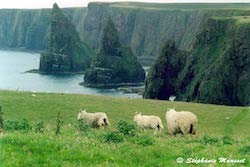 Duncansby head