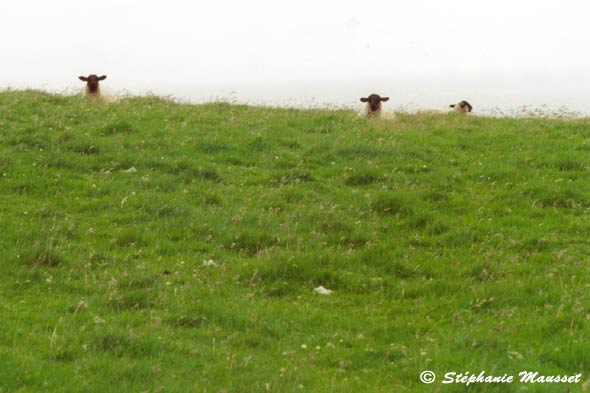 Moutons allongés dans une prairie en pente