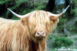 Highlands cow