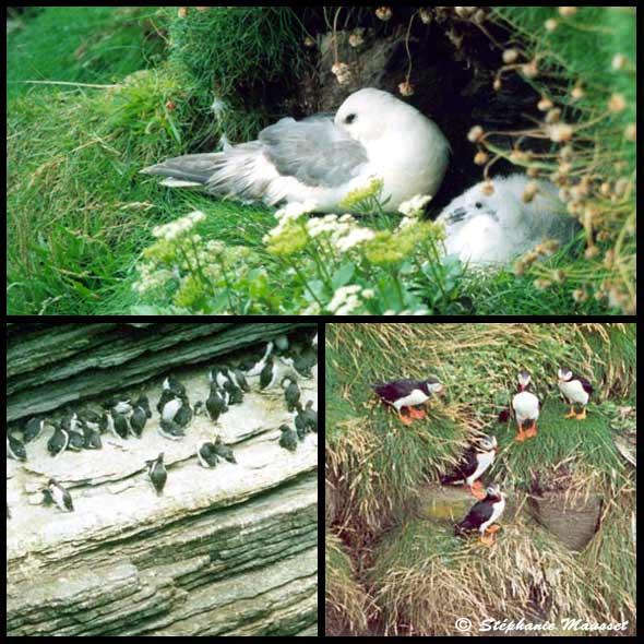 Oiseaux marins d'Ecosse