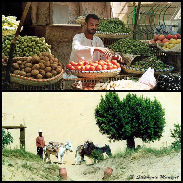 Deux travailleurs égyptiens en photo
