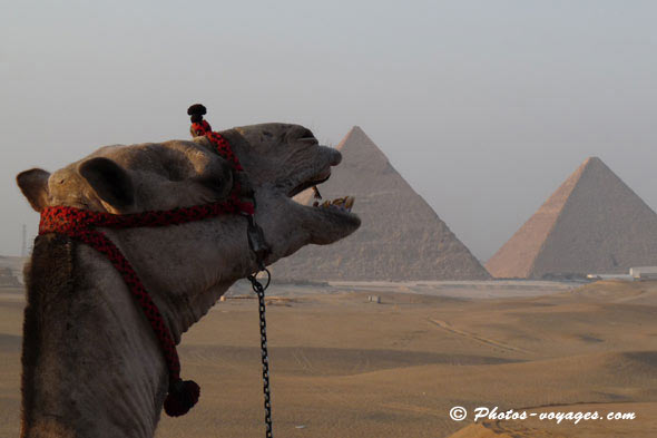 Tête de dromadaire et pyramides de Gizeh