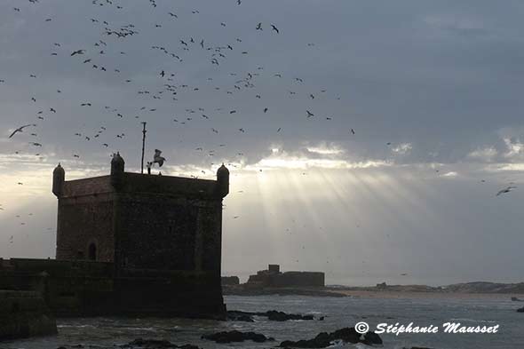 mouettes et fort d'Essaouira