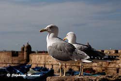 Goelands dans le port