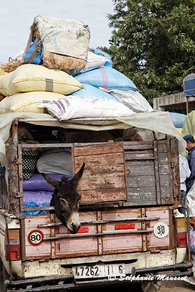 Transport de mule et sacs sur une voiture