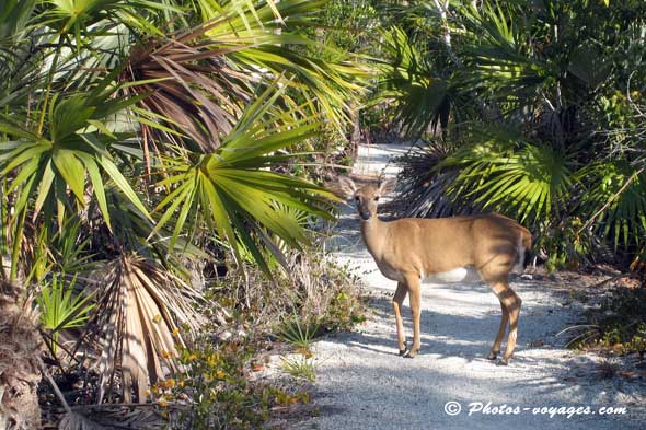 Biche des Keys à Big pine Key