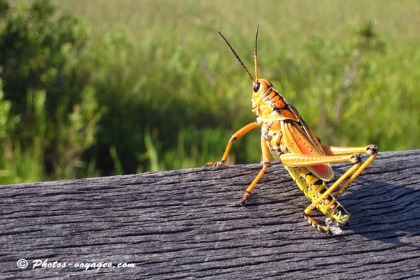 Criquet jaune