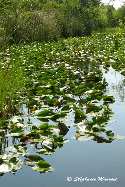 Végétation envahissante et luxuriante des Everglades