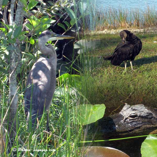 Faune des Everglades