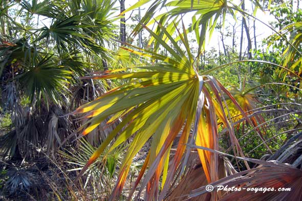 Palmiers de Floride