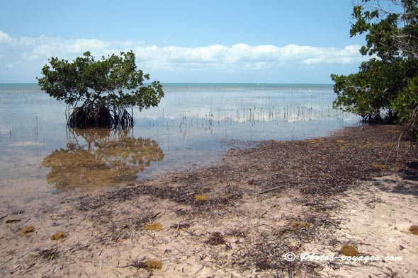 Mangrove et plage à Longkey park en Floride