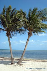 Plage aux palmiers