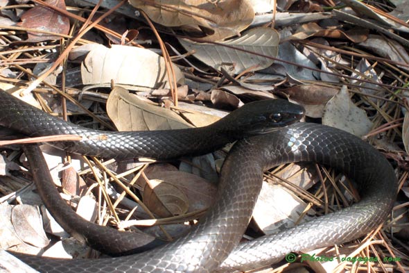 Serpent noir sur un sentier en Foride