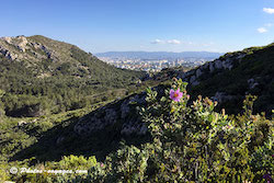 Marseille vue des calanques