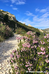 Calanques fleuries