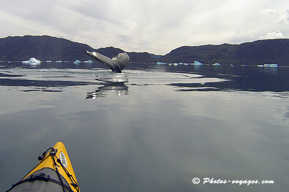 Observer les baleines en kayak