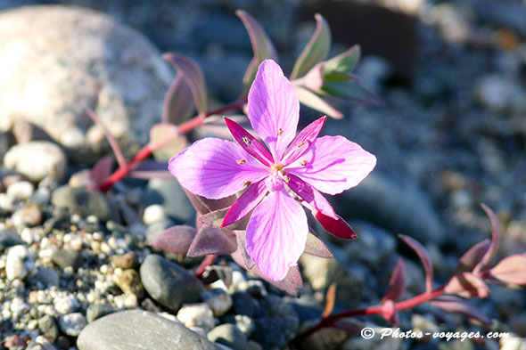 Fleur rose du Groenland