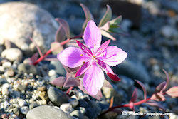 Superbe fleur