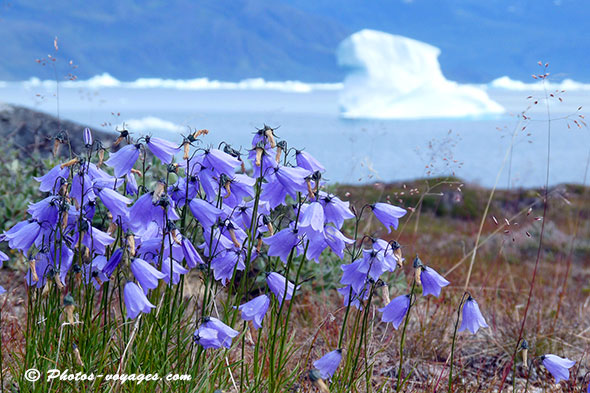 Iceberg en fleurs