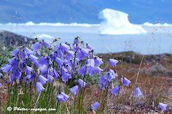 Fleurs et iceberg