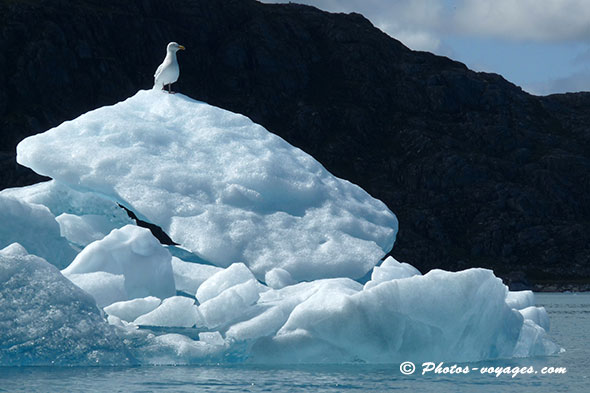 Goeland perché sur iceberg