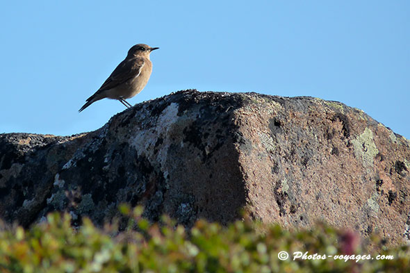 Petit oiseau sur un rocher