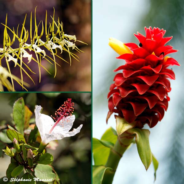 Hibiscus and red ginger flowers in Hawaii