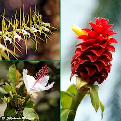 hawaiian flora